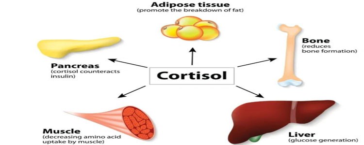 SLU-PP-332 250mcg | Shaanxi BLOOM Tech Co., Ltd SLU-PP-332 250mcg | Shaanxi BLOOM Tech Co., Ltd
