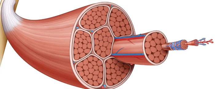 SLU-PP-332 Buy | Shaanxi BLOOM Tech Co., Ltd SLU-PP-332 Buy | Shaanxi BLOOM Tech Co., Ltd